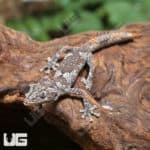 Baby Northern Spiny Tail Geckos (Strophurus Ciliaris) For Sale - Underground Reptiles