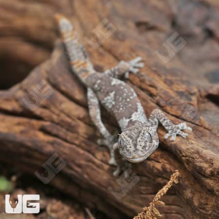 Baby Northern Spiny Tail Geckos (Strophurus Ciliaris) For Sale - Underground Reptiles