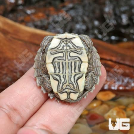 Baby Ouachita Map Turtles (Graptemys ouachitensis) for sale