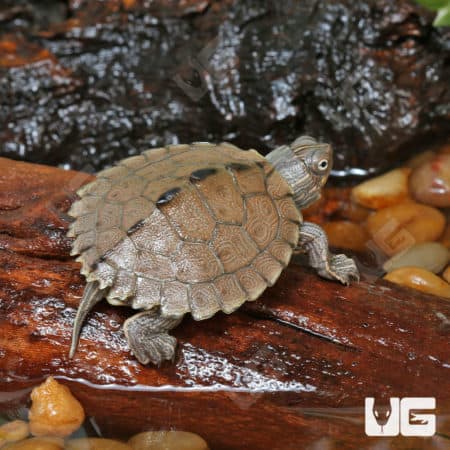 Baby Ouachita Map Turtles (Graptemys ouachitensis) for sale