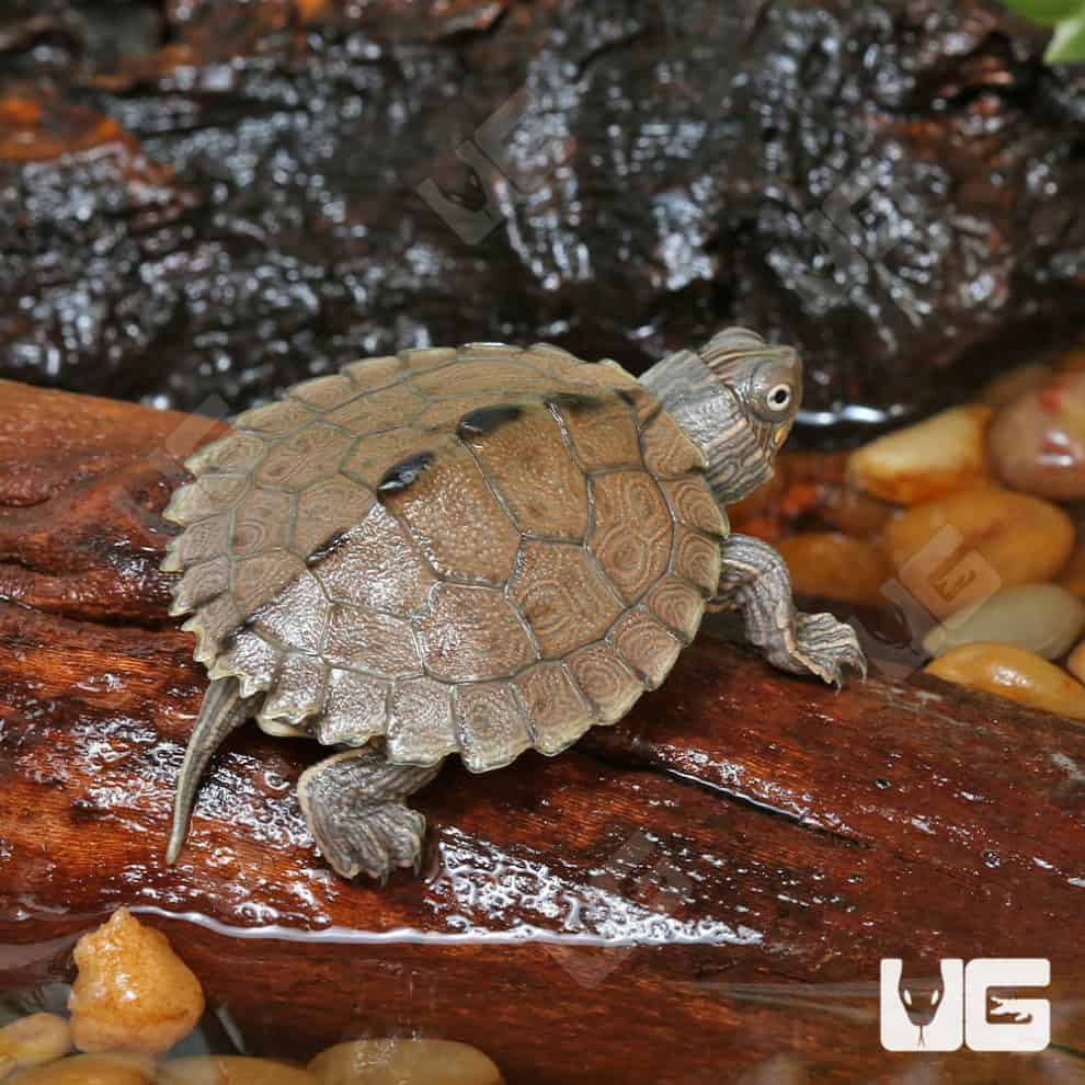 Baby Ouachita Map Turtles For Sale - Underground Reptiles