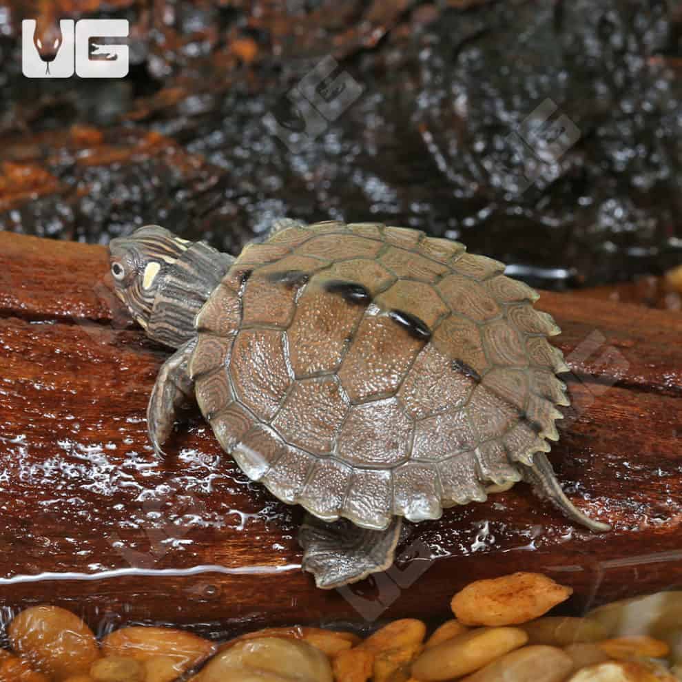 Baby Ouachita Map Turtles For Sale - Underground Reptiles