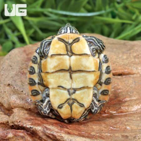 Baby Rio Grande Gorzugi River Cooter Turtle for sale- Underground Reptiles