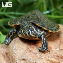 Baby Rio Grande Gorzugi River Cooter Turtle for sale- Underground Reptiles