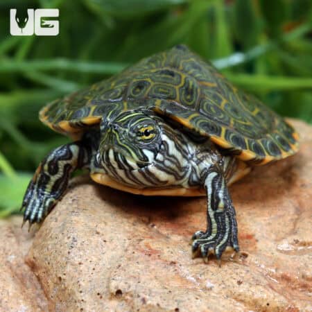 Baby Rio Grande Gorzugi River Cooter Turtle For Sale - Underground Reptiles