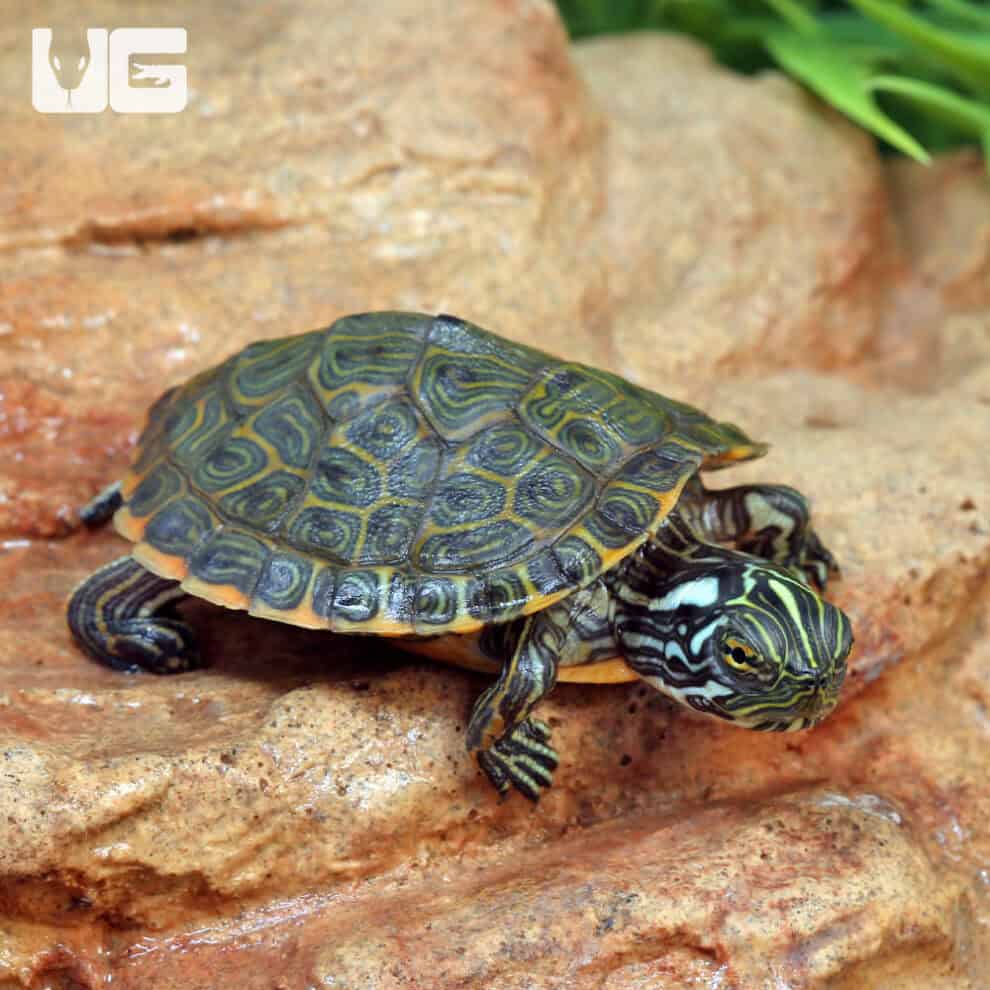 Baby Rio Grande Gorzugi River Cooter Turtle For Sale - Underground Reptiles