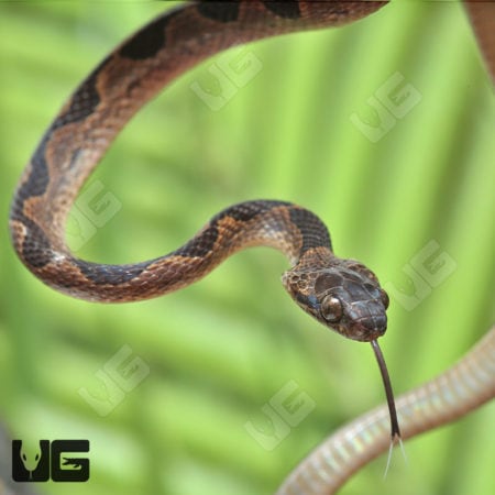 Suriname Cat Eye Snakes (Leptodeira annulata) for sale
