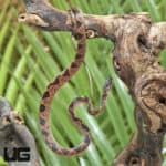 Suriname Cat Eye Snakes (Leptodeira annulata) for sale