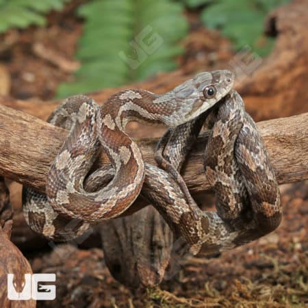Baby Texas Ratsnakes (Elaphe obsoleta lindheimeri ) for sale