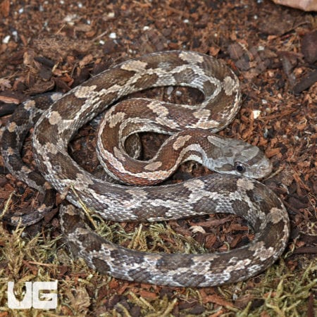 Baby Texas Ratsnakes (Elaphe obsoleta lindheimeri ) for sale