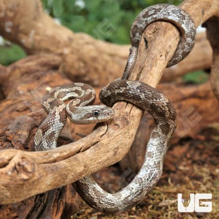 Baby Texas Ratsnakes (Elaphe obsoleta lindheimeri ) for sale