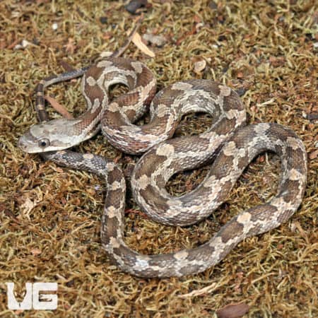 Baby Texas Ratsnakes (Elaphe obsoleta lindheimeri ) for sale