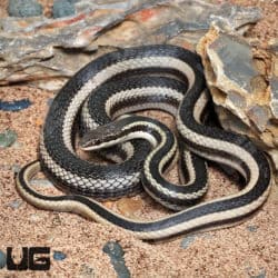 Bernier's Striped Snake (Dromicodryas bernieri) for sale