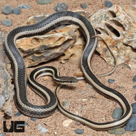 Bernier's Striped Snake (Dromicodryas bernieri) for sale