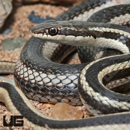 Bernier's Striped Snake (Dromicodryas bernieri) for sale
