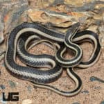 Bernier's Striped Snake (Dromicodryas bernieri) for sale