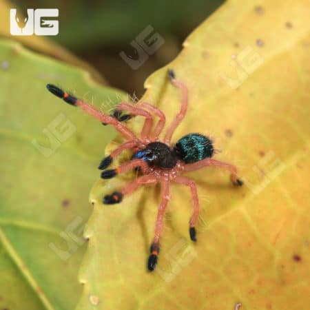 Blue Fang Skeleton Tarantula (Ephpebopus cyanognathus) for sale