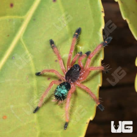 Blue Fang Skeleton Tarantula (Ephpebopus cyanognathus) for sale