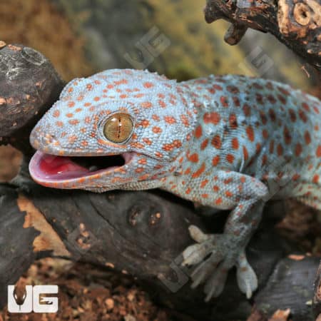 Tokay Geckos (Gekko gecko) for sale