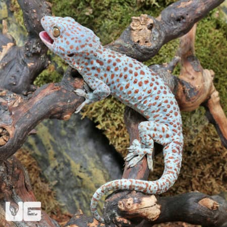 Tokay Geckos (Gekko gecko) for sale