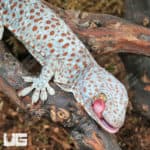Tokay Geckos (Gekko gecko) for sale