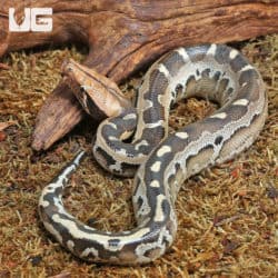 Baby Borneo Blood Pythons (Python curtus) For Sale - Underground Reptiles