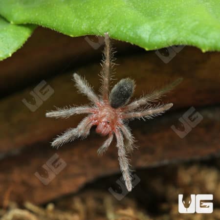 Brazilian Black Tarantula (Grammostola pulchra) For Sale - Underground Reptiles