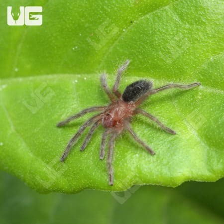 Brazilian Black Tarantula (Grammostola pulchra) For Sale - Underground Reptiles