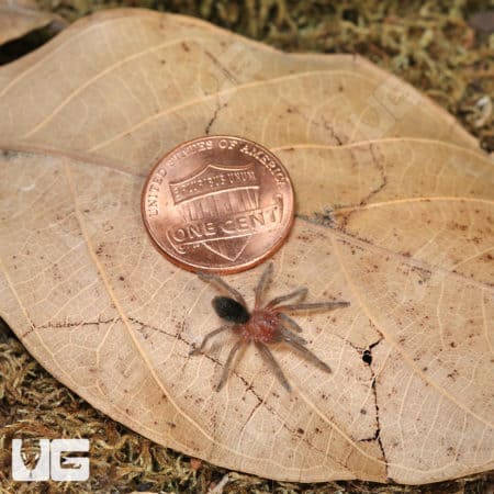 Brazilian Black Tarantula (Grammostola pulchra) For Sale - Underground Reptiles