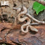 Baby Solomon Island Ground Boa (Candoia carinata paulsoni) For Sale - Underground Reptiles