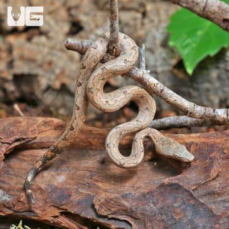 Baby Solomon Island Ground Boa (Candoia carinata paulsoni) For Sale - Underground Reptiles