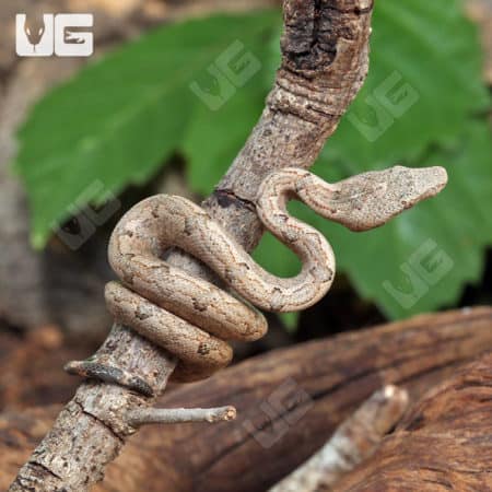 Baby Solomon Island Ground Boa (Candoia carinata paulsoni) For Sale - Underground Reptiles