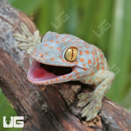 Baby Tokay Geckos (Gekko gecko) for sale