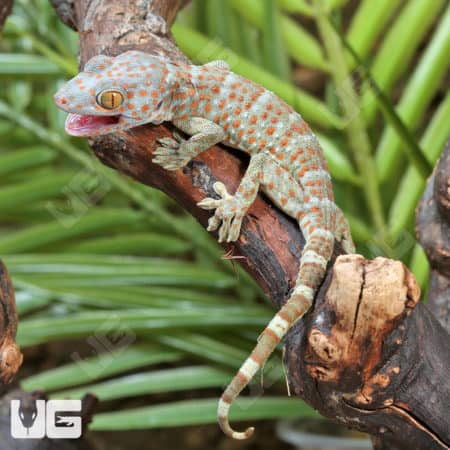 Baby Tokay Geckos (Gekko gecko) for sale