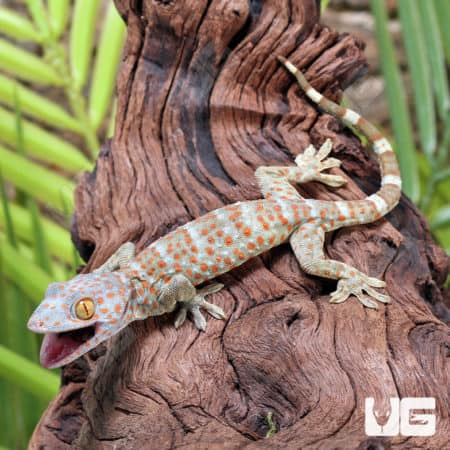 Baby Tokay Geckos (Gekko gecko) for sale