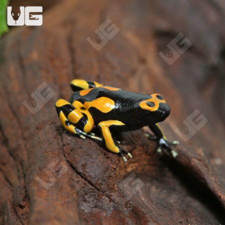 Bandit Bumblebee Dart Frogs (Dendrobates leucomelas) for sale