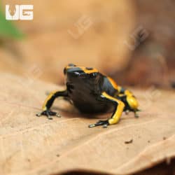 Bandit Bumblebee Dart Frogs (Dendrobates leucomelas) for sale