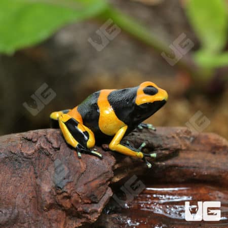 Bumblebee Dart Frogs (Dendrobates leucomelas) For Sale - Underground Reptiles