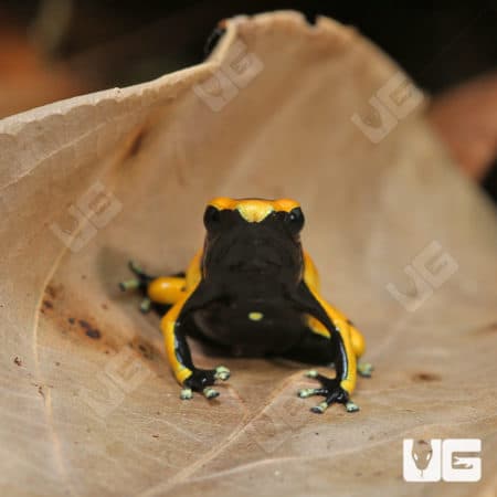 Bumblebee Dart Frogs (Dendrobates leucomelas) For Sale - Underground Reptiles