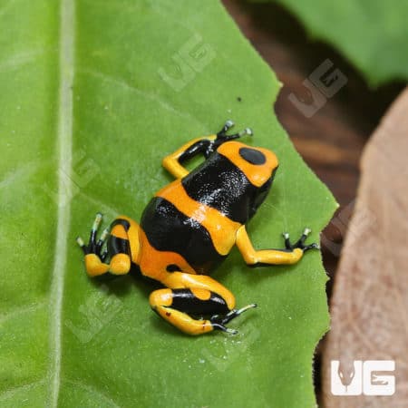Bumblebee Dart Frogs (Dendrobates leucomelas) For Sale - Underground Reptiles