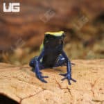 Citronella Tinctorius Dart Frogs (Dendrobates tinctorious) For Sale - Underground Reptiles