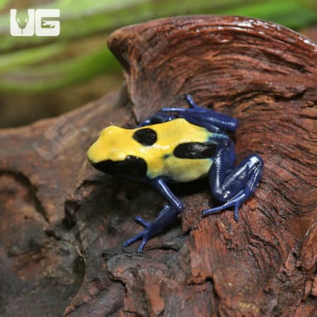 Citronella Tinctorius Dart Frogs (Dendrobates tinctorious) For Sale - Underground Reptiles