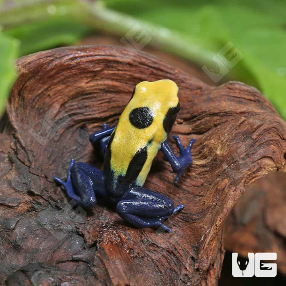 Citronella Tinctorius Dart Frogs For Sale Underground Reptiles