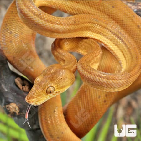 Amazon Tree Boas (Corallus hortulanus) for sale