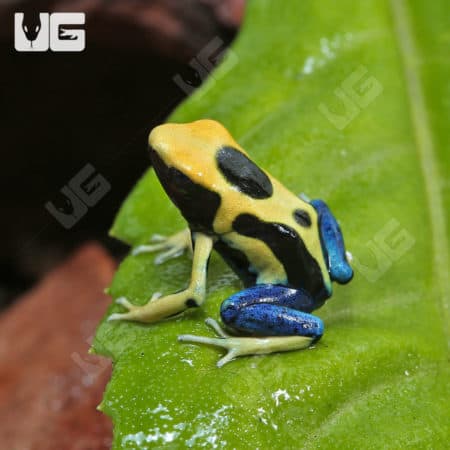 Giant Orange Tinctorius Dart Frog (Dendrobates tinctorious) For Sale - Underground Reptiles