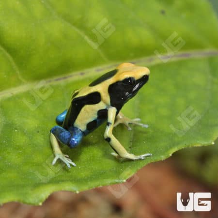 Giant Orange Tinctorius Dart Frog (Dendrobates tinctorious) For Sale - Underground Reptiles