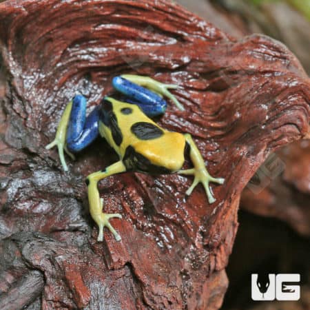 Giant Orange Tinctorius Dart Frog (Dendrobates tinctorious) For Sale - Underground Reptiles