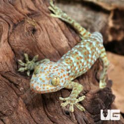 Juvenile Tokay Geckos (Gekko gecko) For Sale - Underground Reptiles