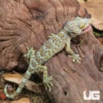 Juvenile Tokay Geckos (Gekko gecko) For Sale - Underground Reptiles
