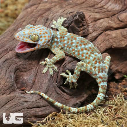 Other Geckos For Sale - Underground Reptiles